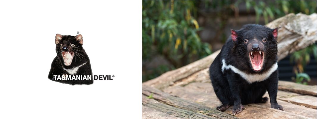 Tasmanian-Devil-Logo22-1.jpg